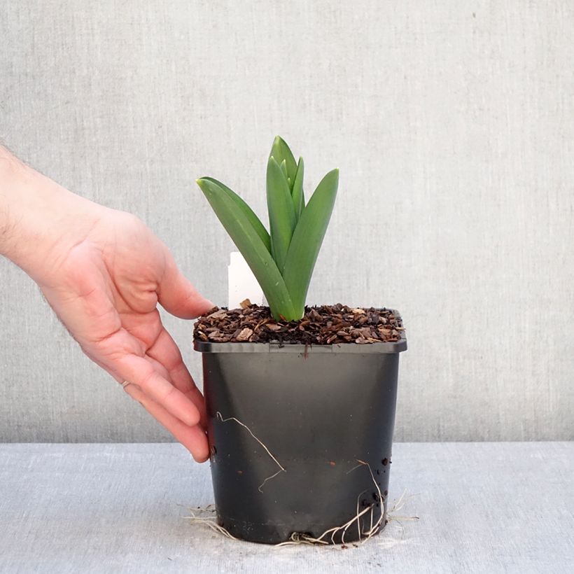 Spécimen de Ail d'ornement - Allium Gladiator Pot de 2L/3L calibre 18 tel que livré en hiver