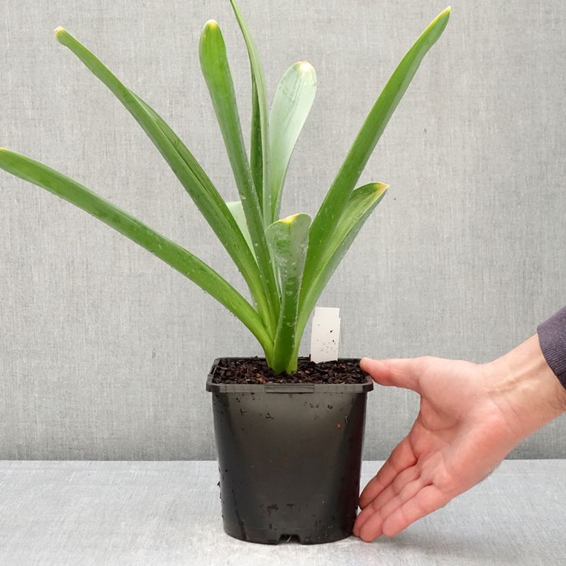Spécimen de Ail d'ornement - Allium Gladiator Pot de 2L/3L calibre 18 tel que livré au printemps