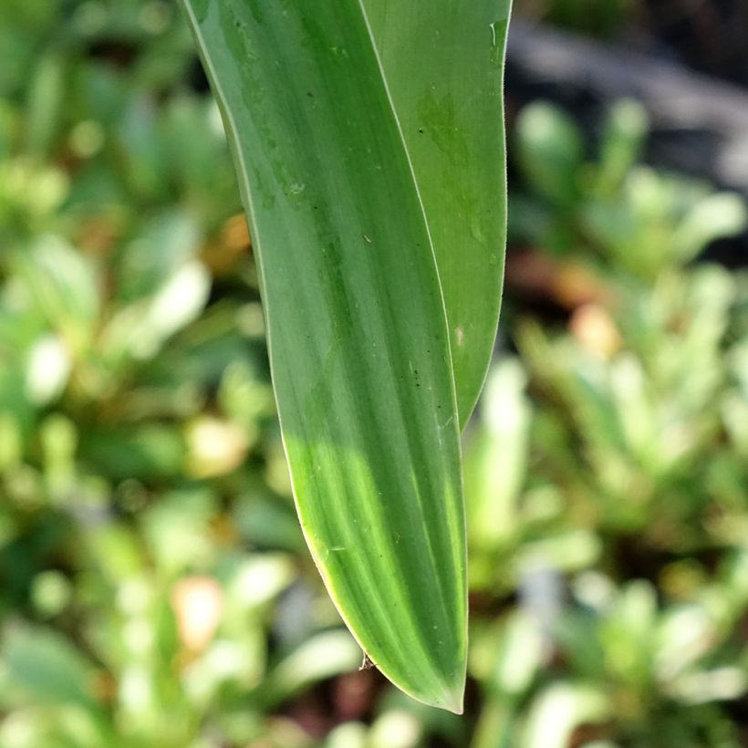 Ail d'ornement - Allium Globemaster (Feuillage)