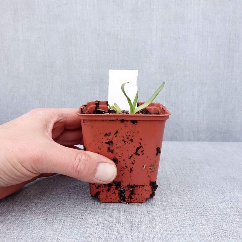 Spécimen de Ail d'ornement - Allium Lavender Bubbles Godet de 8/9 cm tel que livré en hiver