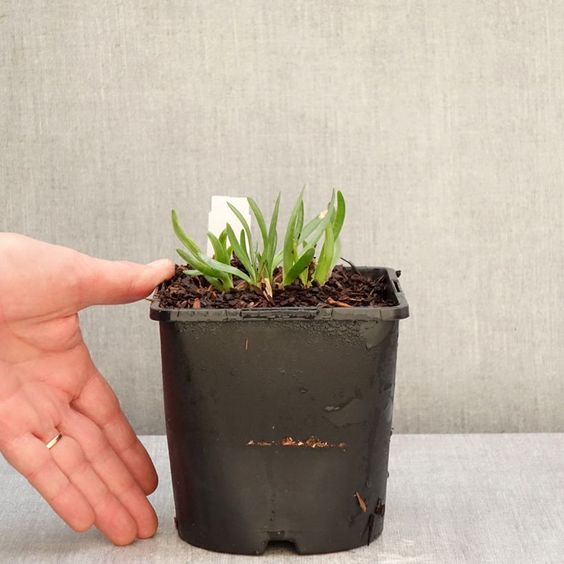 Spécimen de Ail d'ornement - Allium Lavender Bubbles Pot de 2L/3L tel que livré en hiver