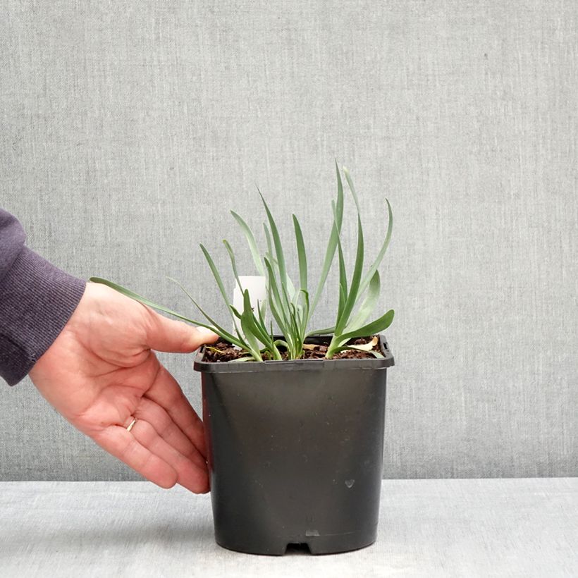 Spécimen de Ail d'ornement - Allium Lavender Bubbles Pot de 2L/3L tel que livré au printemps