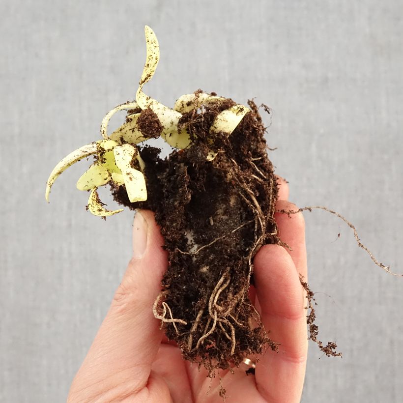 Spécimen de Ail d'ornement - Allium Lavender Bubbles Racines nues tel que livré en hiver