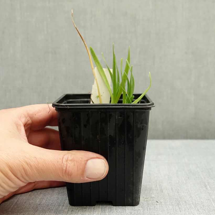 Spécimen de Ail d'ornement - Allium Little Sapphire Godet de 8/9 cm tel que livré en automne