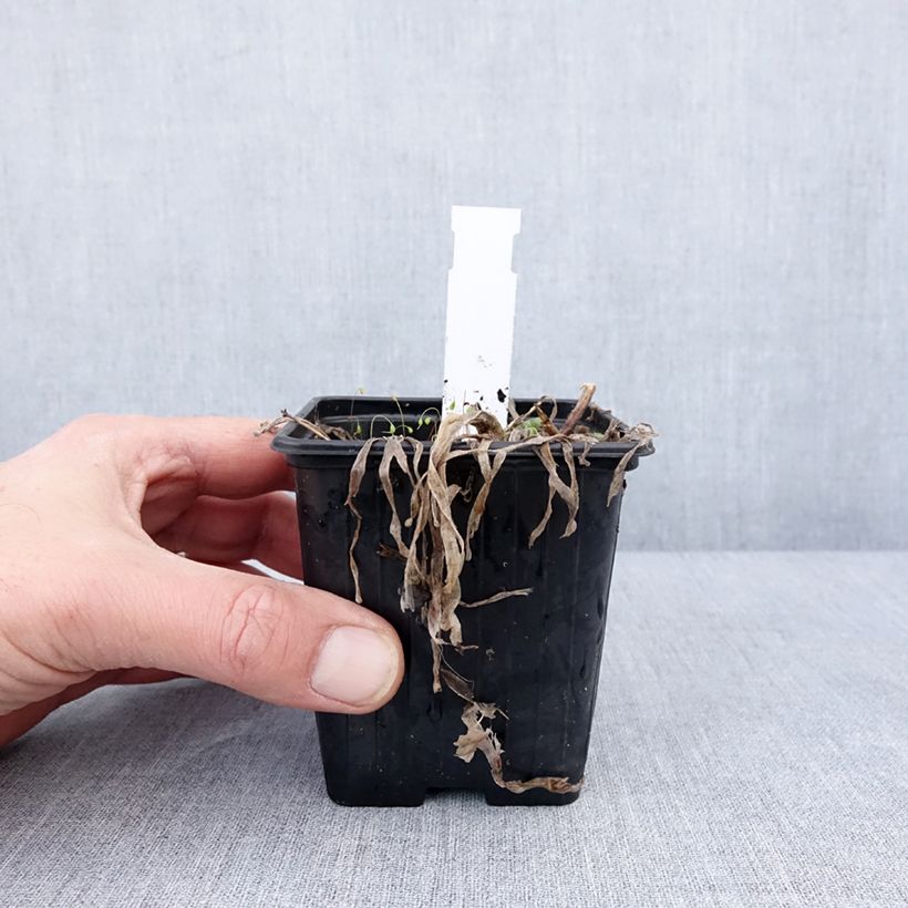 Spécimen de Ail d'ornement - Allium Little Sapphire Godet de 8/9 cm tel que livré en hiver