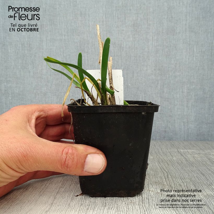 Spécimen de Ail d'ornement - Allium Millenium Godet de 8/9 cm tel que livré en automne