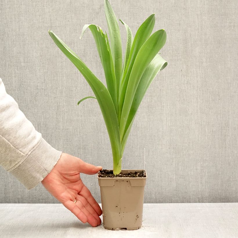 Spécimen de Ail d'ornement - Allium Mount Everest Pot de 12 cm / 13 cm calibre 18/20 tel que livré au printemps