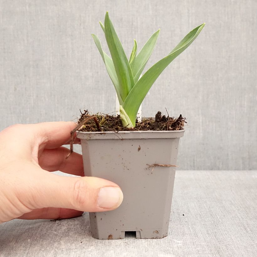 Spécimen de Ail d'ornement - Allium nigrum ou multibulbosum Godet de 8/9 cm calibre 12+ tel que livré en hiver