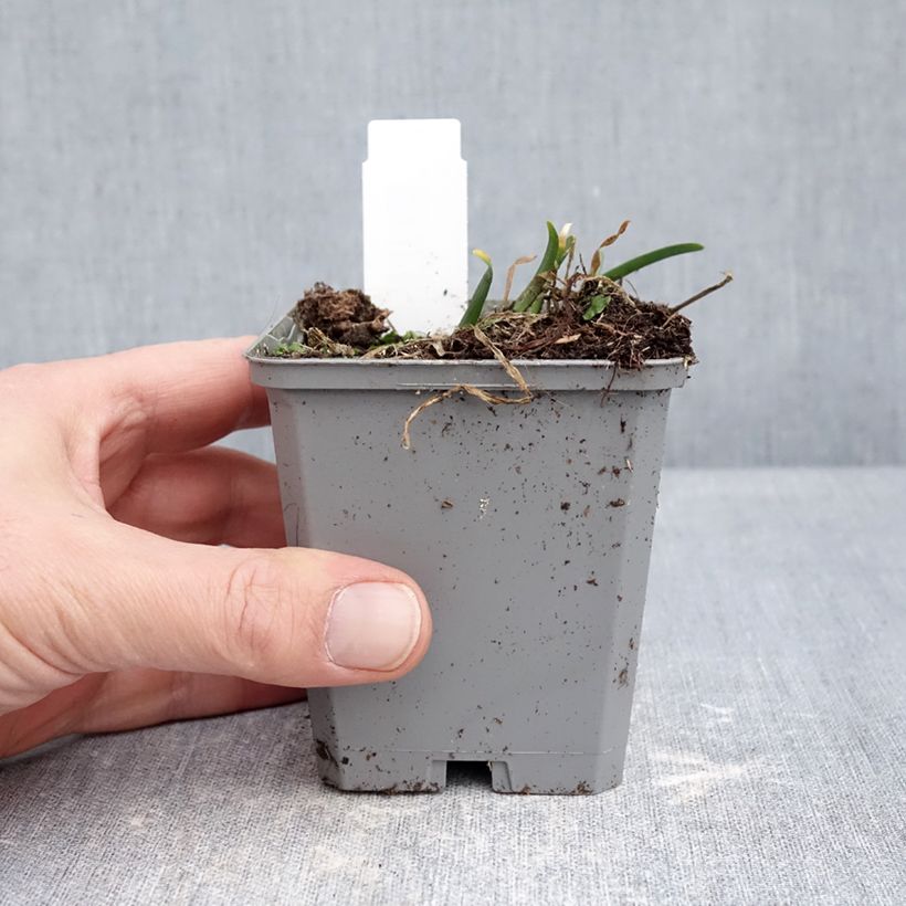 Spécimen de Ail d'ornement - Allium senescens In Orbit Godet de 8/9 cm calibre I tel que livré en hiver