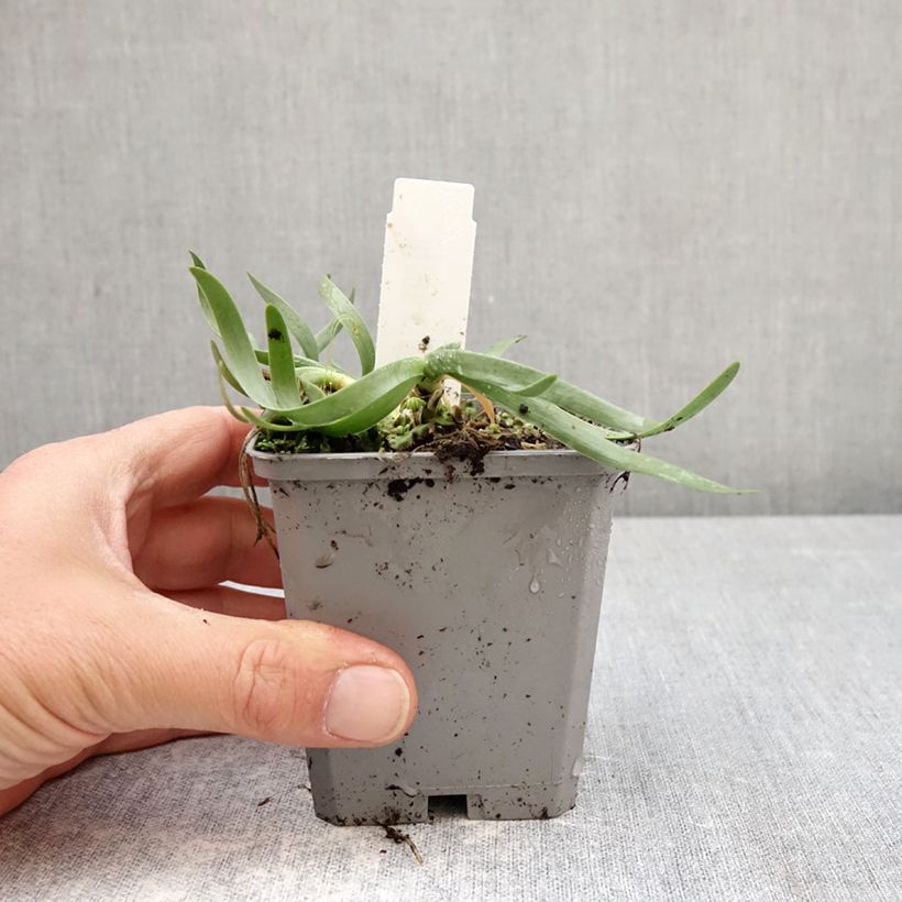 Spécimen de Ail d'ornement - Allium senescens In Orbit Godet de 8/9 cm calibre I tel que livré au printemps