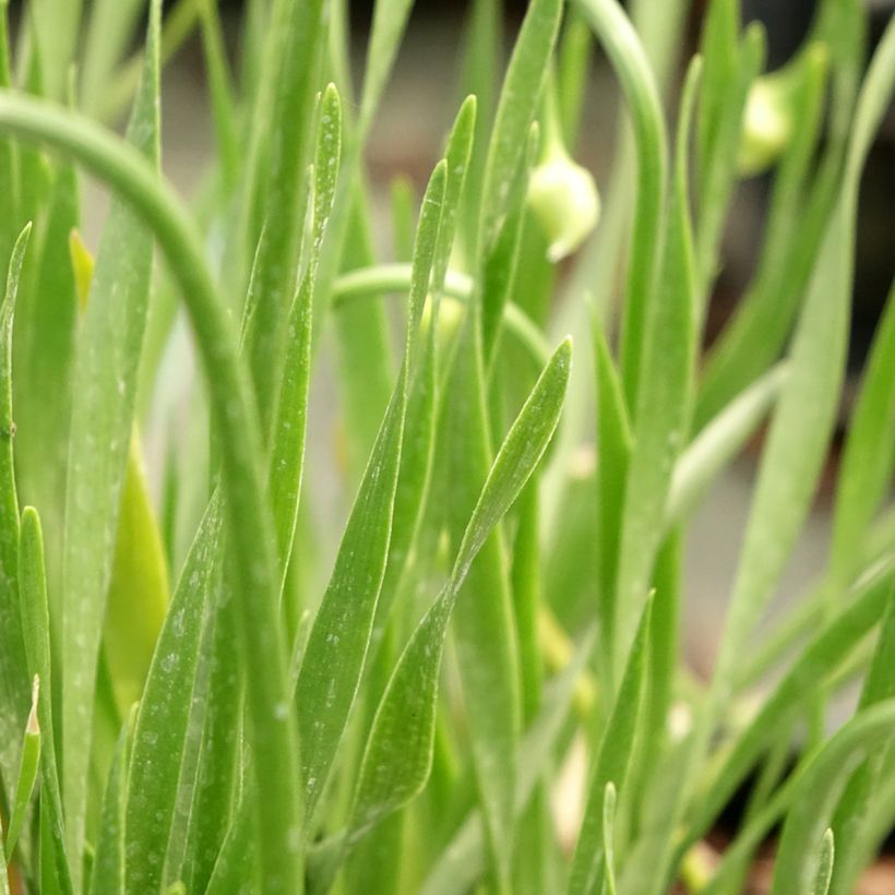 Ail d'ornement - Allium senescens In Orbit (Feuillage)