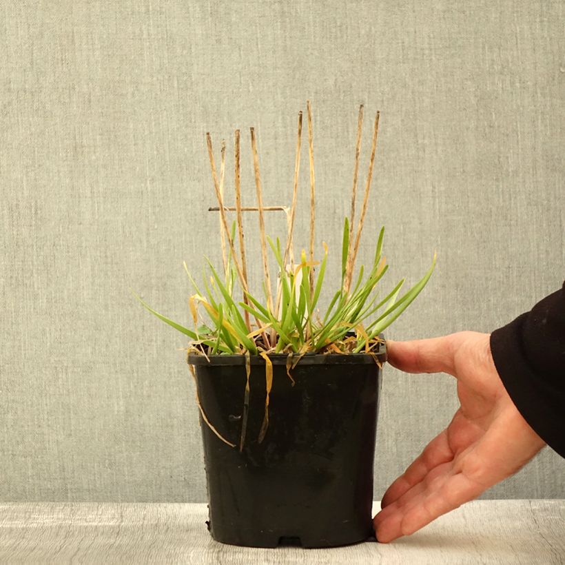 Spécimen de Ail d'ornement - Allium senescens In Orbit Pot de 2L/3L tel que livré en automne