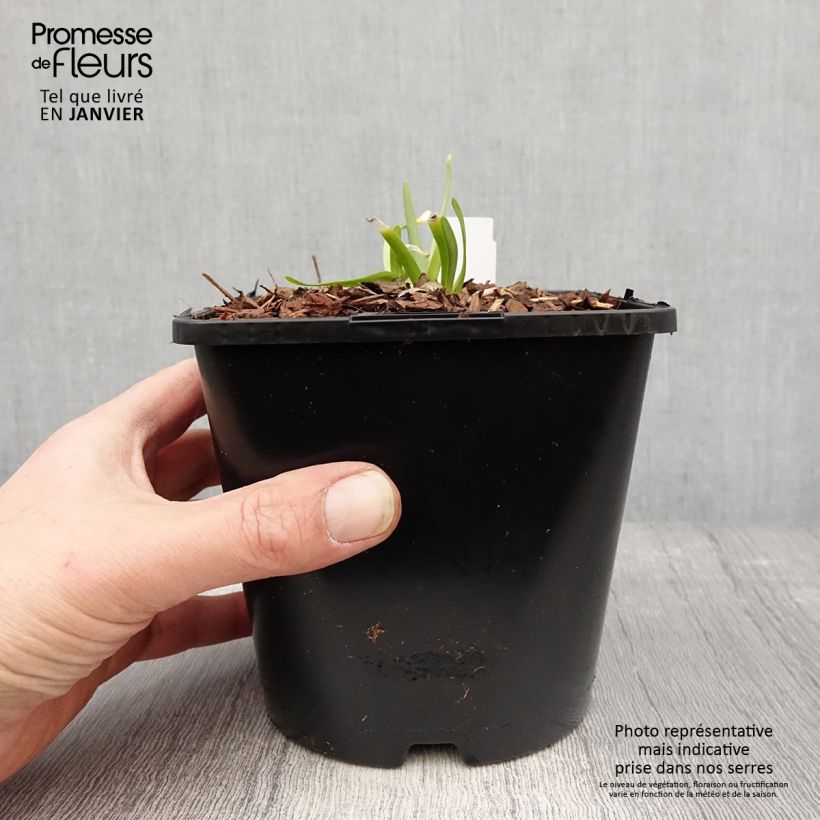 Spécimen de Ail d'ornement - Allium senescens In Orbit Pot de 2L/3L tel que livré en hiver