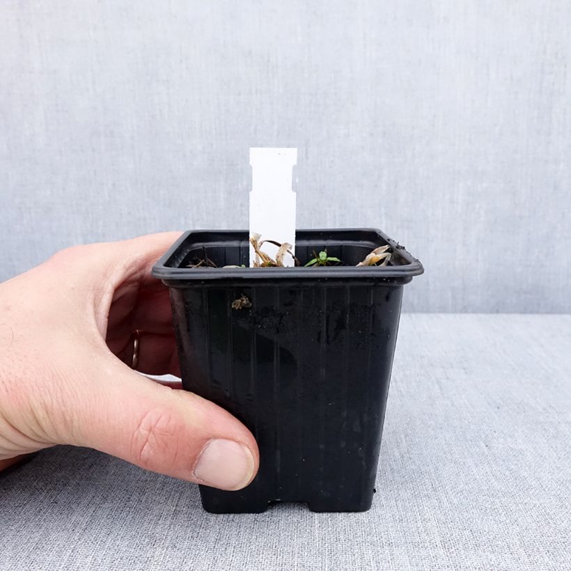 Spécimen de Ail d'ornement - Allium senescens Lisa Blue Godet de 8/9 cm calibre I tel que livré en hiver