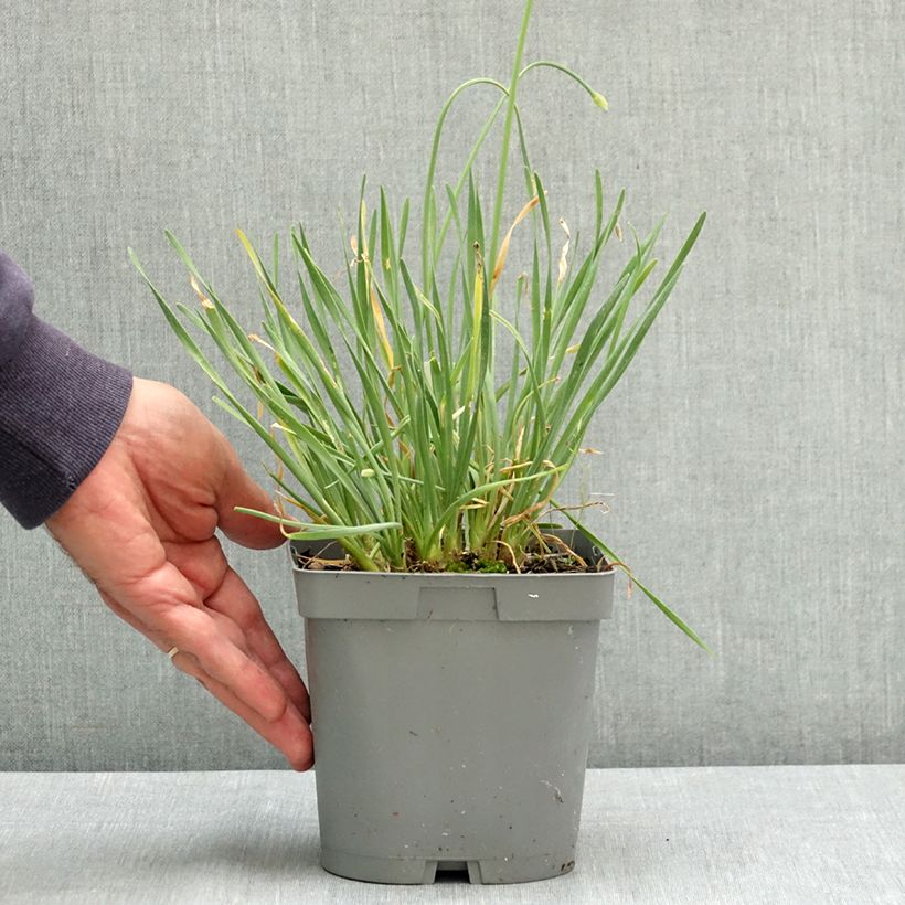 Spécimen de Ail d'ornement - Allium senescens Lisa Blue Pot de 2L/3L tel que livré en été