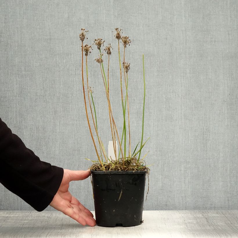 Spécimen de Ail d'ornement - Allium senescens Lisa Green Pot de 2L/3L tel que livré en automne