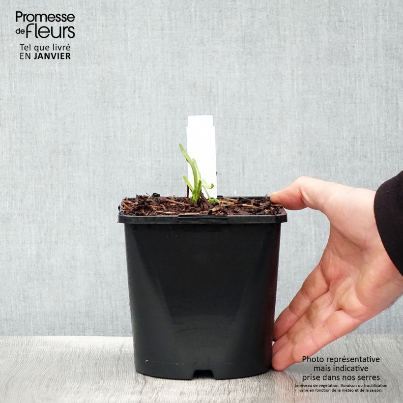 Spécimen de Ail d'ornement - Allium senescens Lisa Green Pot de 2L/3L tel que livré en hiver