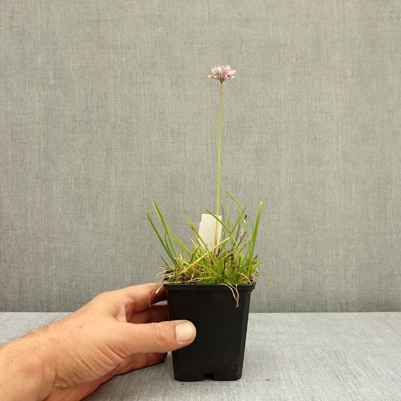 Spécimen de Ail d'ornement - Allium senescens subsp. montanum Godet de 8/9 cm calibre I tel que livré en été