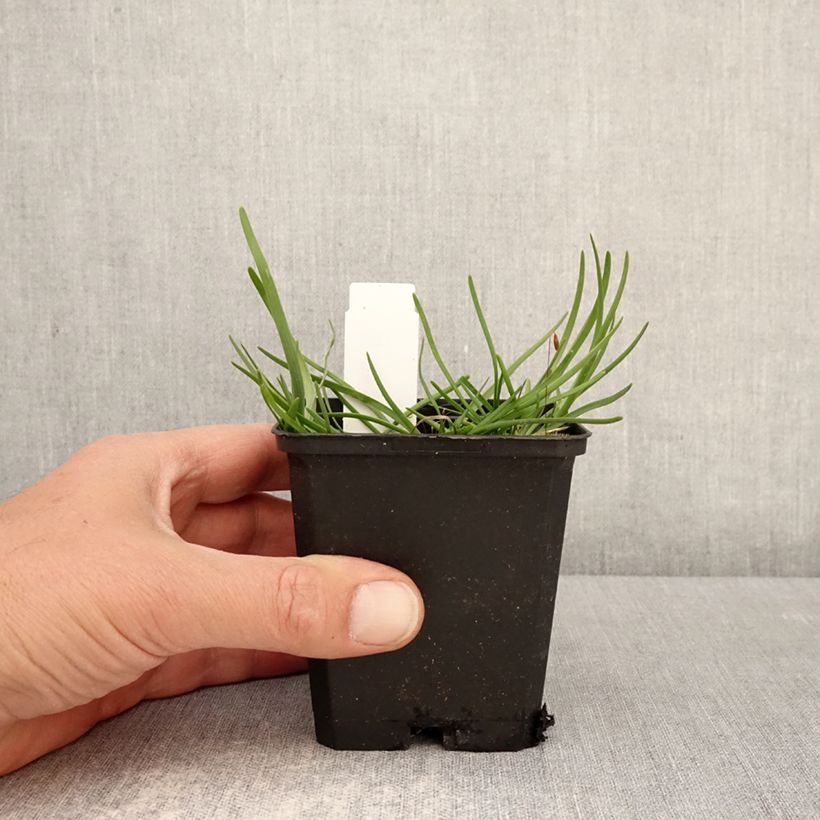 Spécimen de Ail d'ornement - Allium senescens subsp. montanum Godet de 8/9 cm calibre I tel que livré au printemps