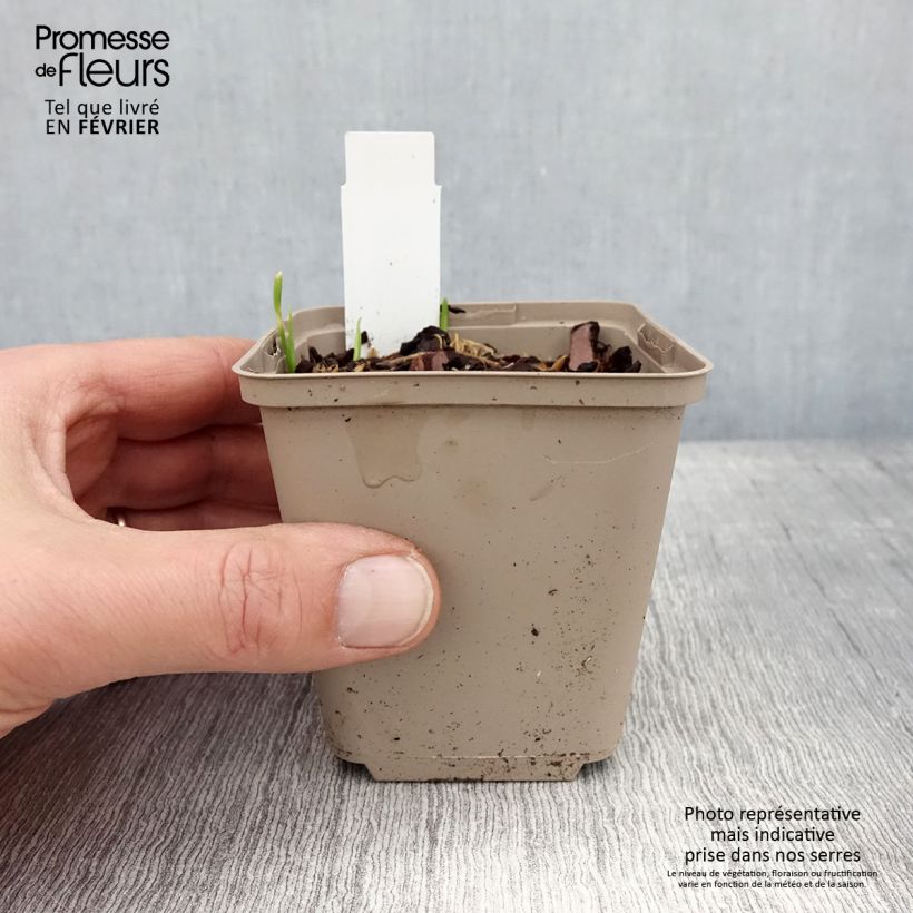 Spécimen de Ail d'ornement - Allium Serendipity Godet de 8/9 cm tel que livré en hiver