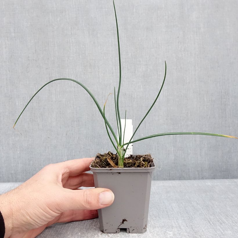 Spécimen de Ail d'ornement - Allium sphaerocephalon Godet de 8/9 cm calibre 6+ tel que livré en hiver