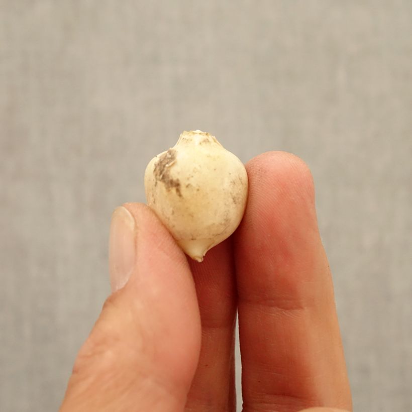 Spécimen de Ail d'ornement - Allium triquetrum Bulbe calibre 5+ tel que livré en automne