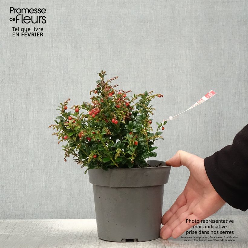 Spécimen de Airelle rouge Red Candy - Vaccinum vitis-idaea Pot de 1,5L/2L, Buisson tel que livré en hiver