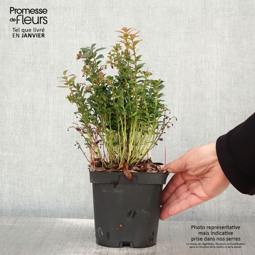 Spécimen de Airelle rouge Red Pearl - Vaccinium vitis-idaea Pot de 2L/3L tel que livré en hiver