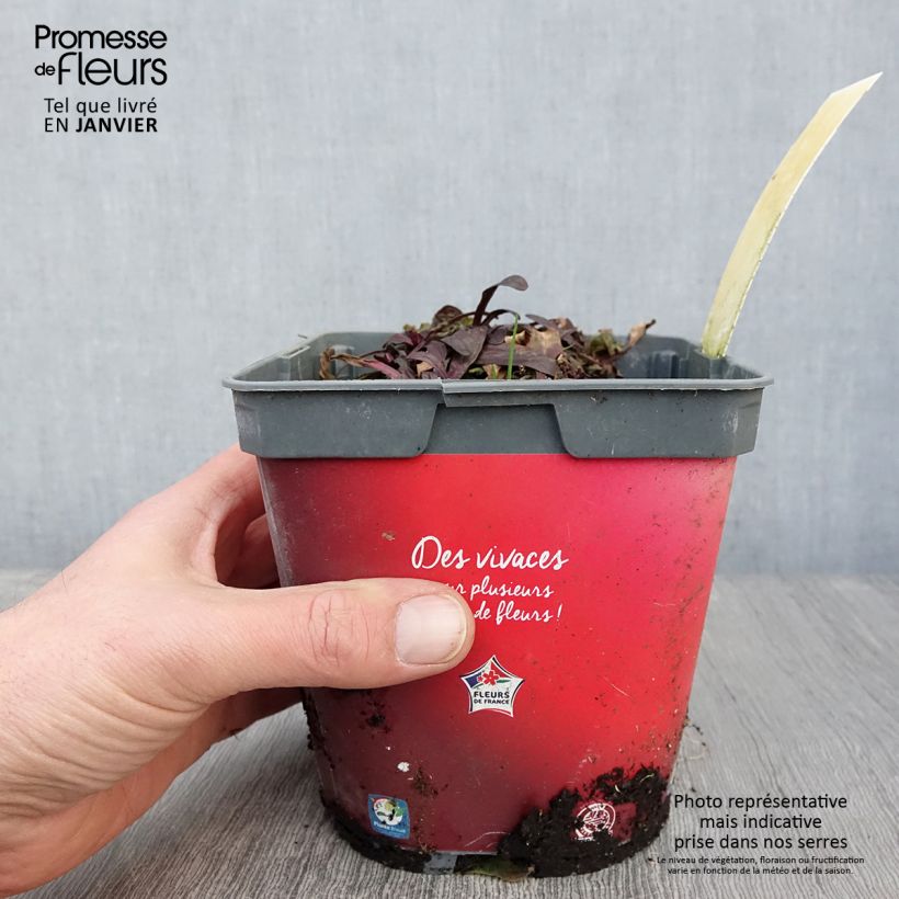 Spécimen de Ajuga Noble Nightingale - Bugle rampante Pot de 2L/3L tel que livré en hiver