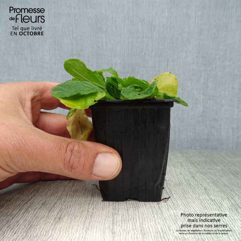 Spécimen de Ajuga reptans Alba - Bugle rampant Godet de 7/8 cm tel que livré en automne