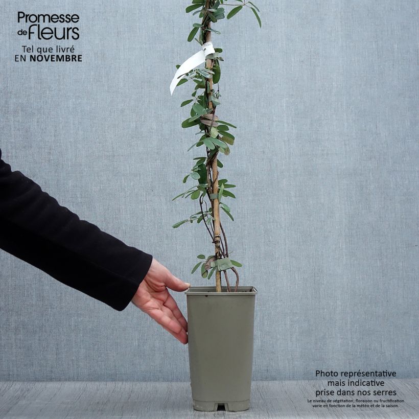 Spécimen de Akebia longeracemosa - Akébie à longue grappe Pot de 2L/3L tel que livré en automne