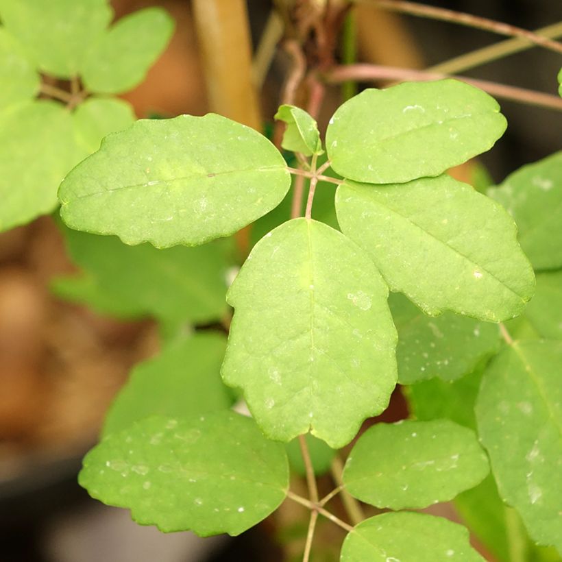 Akebia pentaphylla - Akebie hybride (Feuillage)
