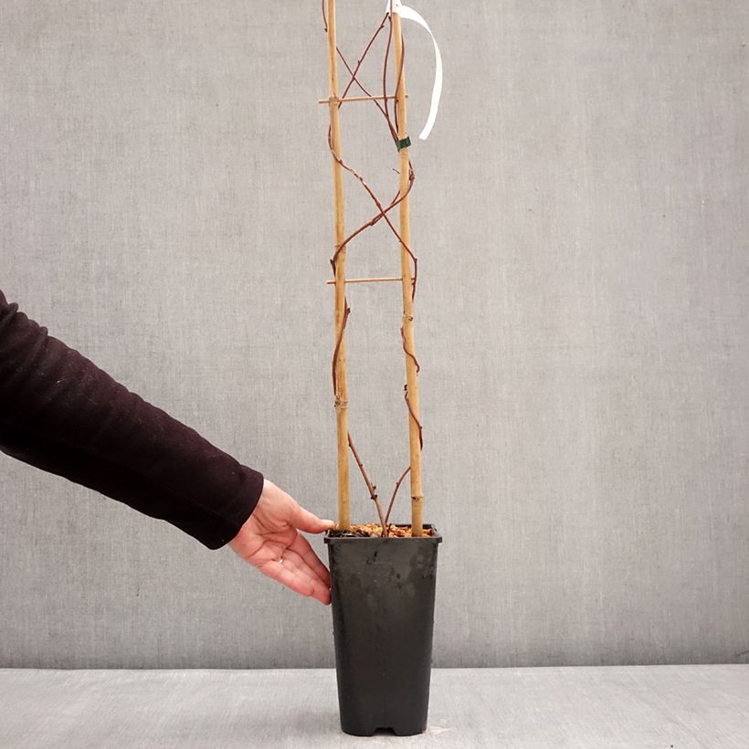 Spécimen de Akebia quinata Alba - Akébie à cinq feuilles Pot de 3L/4L tel que livré en hiver