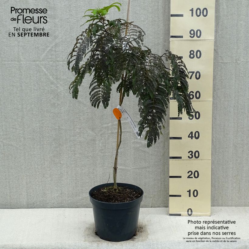 Spécimen de Albizia julibrissin Chocolate Fountain - Arbre à soie Pot de 7,5L/10L tel que livré en automne