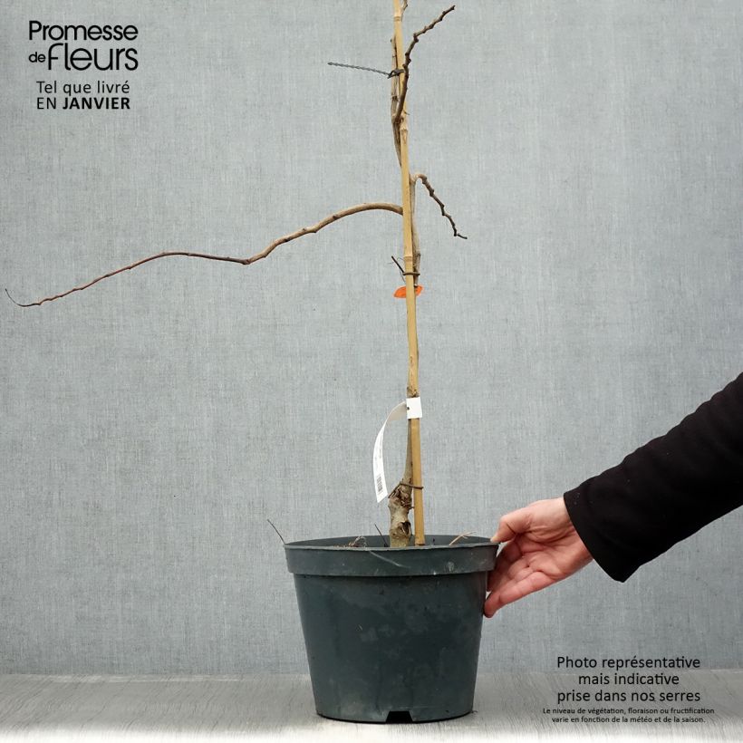 Spécimen de Albizia julibrissin Chocolate Fountain - Arbre à soie Pot de 7,5L/10L tel que livré en hiver