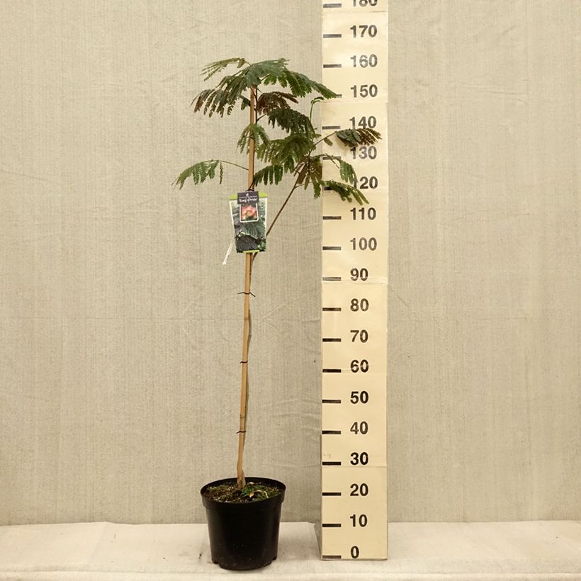 Spécimen de Albizia julibrissin Evey's Pride - Arbre de soie Pot de 7,5L/10L tel que livré en automne