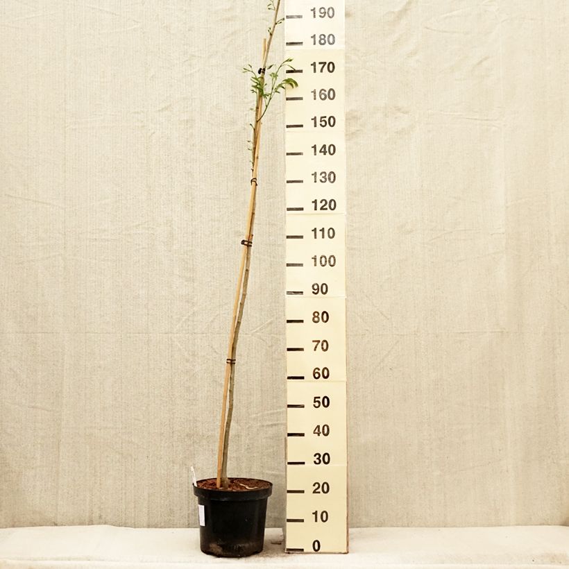 Spécimen de Albizia julibrissin Evey's Pride - Arbre de soie Pot de 7,5L/10L tel que livré au printemps