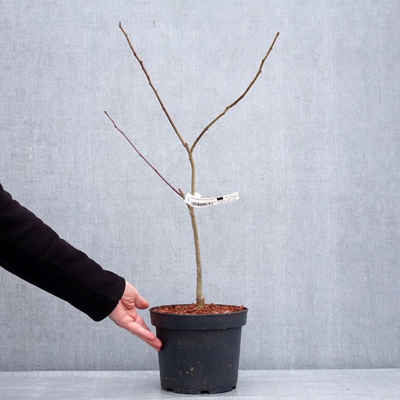 Spécimen de Albizia julibrissin Evey's Pride - Arbre de soie Pot de 4L/5L tel que livré en hiver