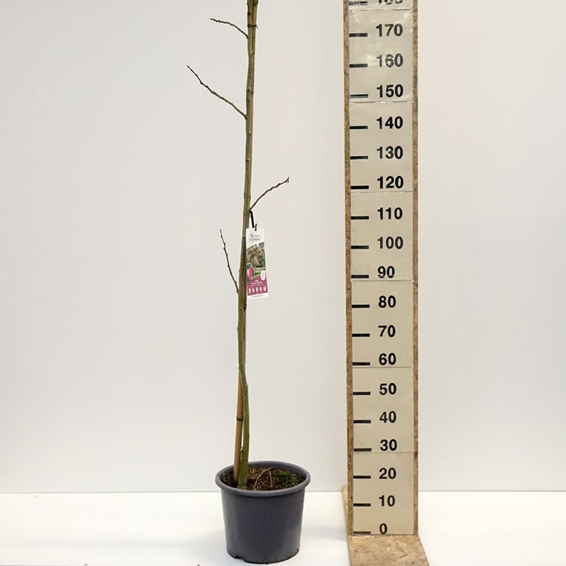 Spécimen de Albizia julibrissin Rouge Selection - Arbre à soie Pot de 12L/15L, Baliveau tel que livré en hiver