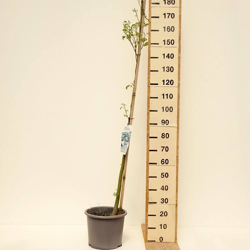 Amostra de Albizia julibrissin Rouge Selection Vaso de 12 L/15 L, Brasão tal como entregue na primavera