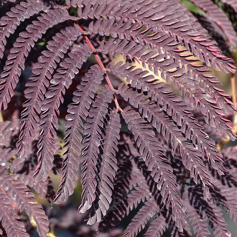 Albizia julibrissin Summer Chocolate - Arbre à soie (Feuillage)