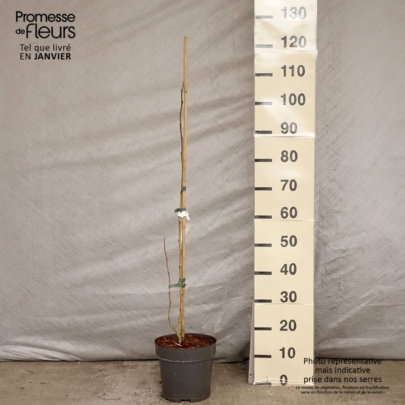 Spécimen de Albizia julibrissin Summer Chocolate - Arbre à soie Pot de 7,5L/10L tel que livré en hiver