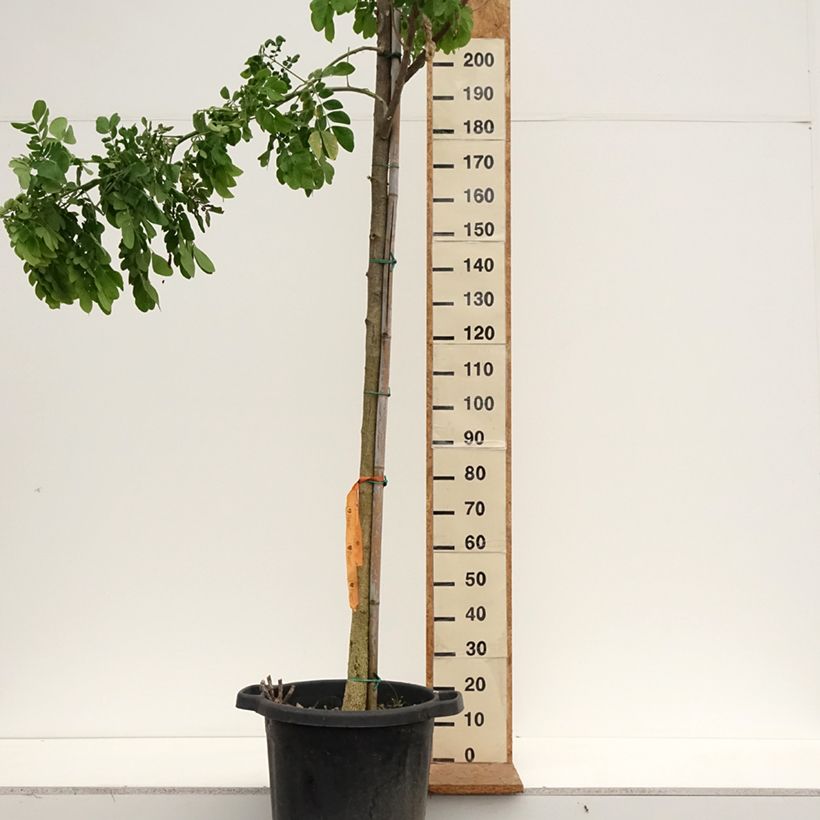Spécimen de Albizia saman - Arbre à pluie Pot de 50L/55L, Tige 10/12 tel que livré en automne