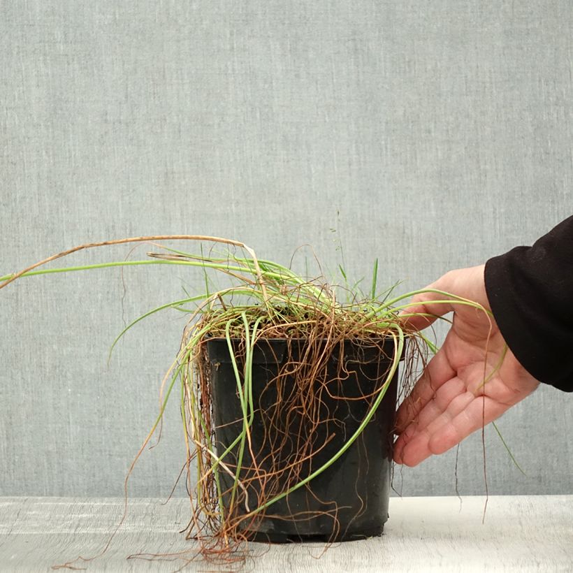 Spécimen de Albuca shawii Pot de 3L/4L tel que livré en automne