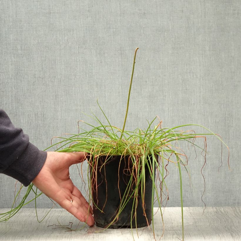 Spécimen de Albuca shawii Pot de 3L/4L tel que livré en été