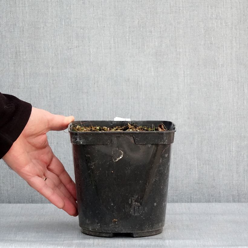 Spécimen de Albuca shawii Pot de 3L/4L tel que livré en hiver