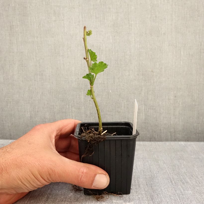 Spécimen de Alcalthaea Parkallee Godet de 8/9 cm tel que livré en automne