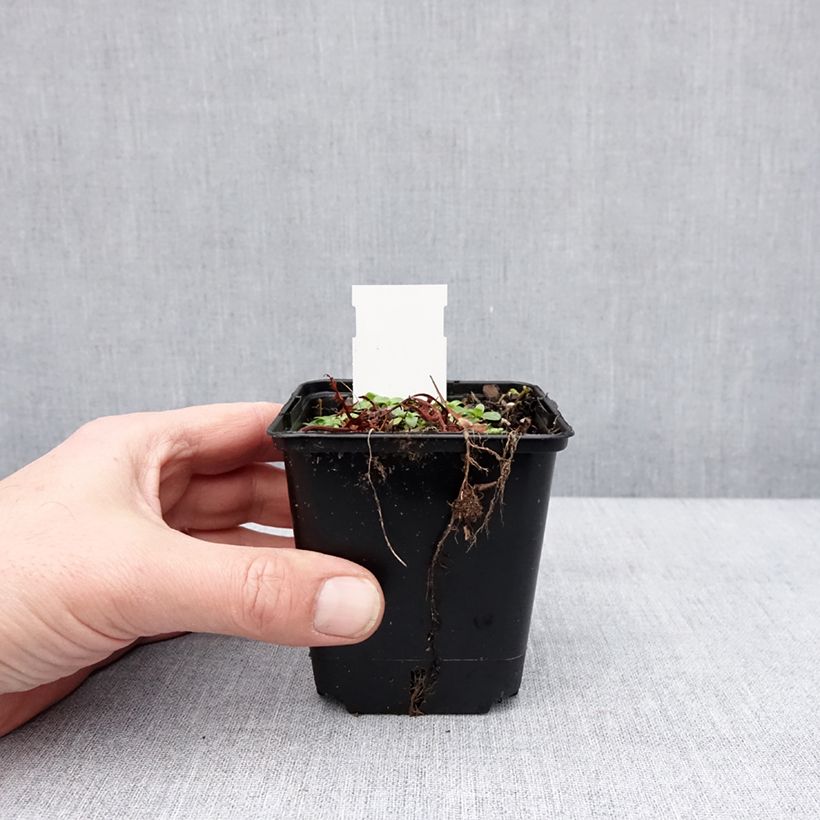 Alcea ficifolia Las Vegas 8/9 cm pot sample as delivered in winter