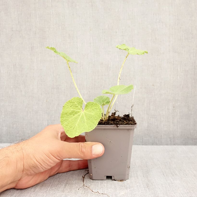 Spécimen de Alcea rosea Simplex - Rose Trémière en mélange Godet de 7/8 cm tel que livré en automne