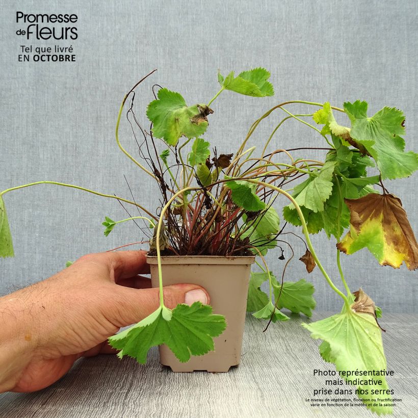 Spécimen de Alchemilla epipsila - Alchemille Godet de 8/9 cm tel que livré en automne